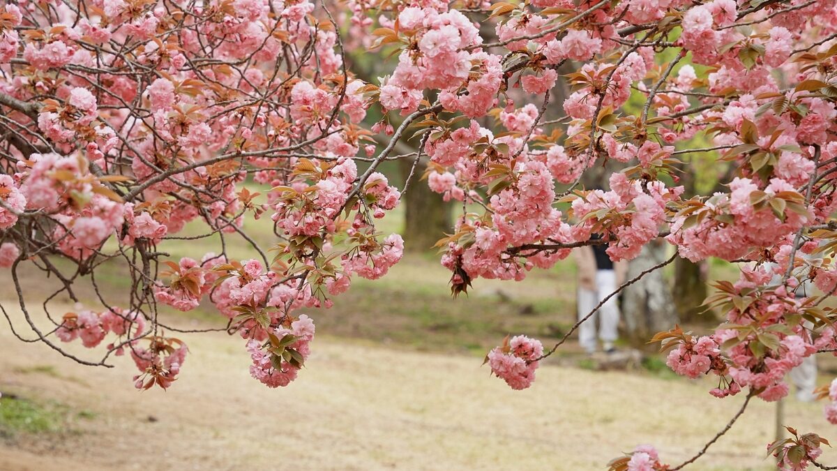 경주 불국사 겹벚꽃