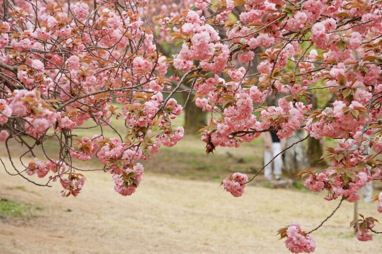 벚꽃 끝난 줄 알았죠? 더 화려한 시즌 시작…경주 겹벚꽃 핵심 코스