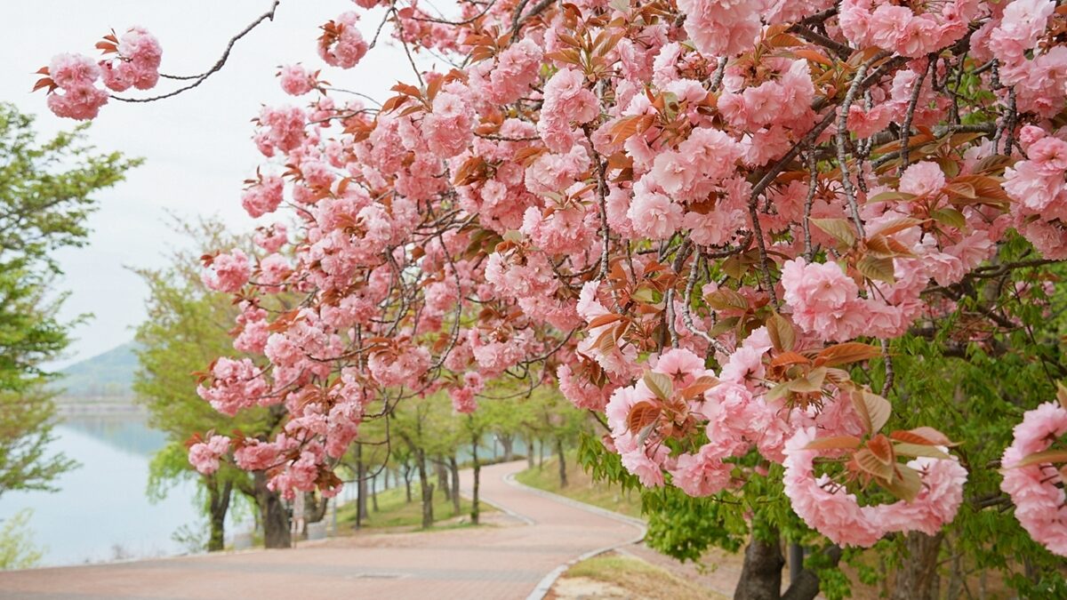 경주 보문호반길 겹벚꽃