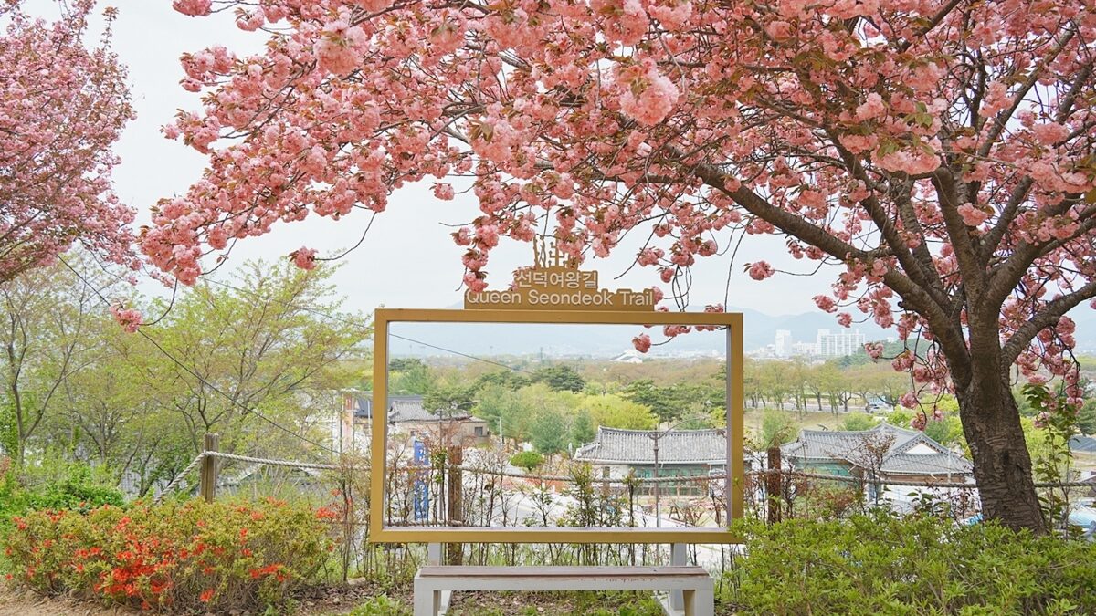 경주 선덕여왕길 겹벚꽃