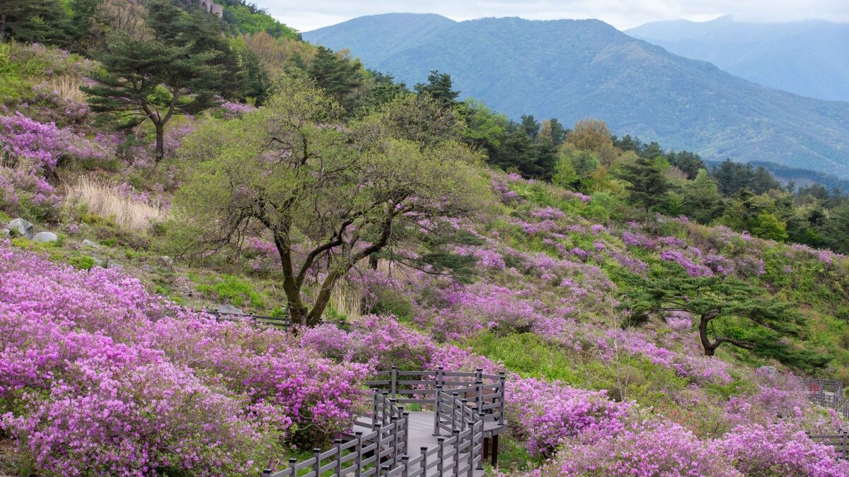 황매산 철쭉