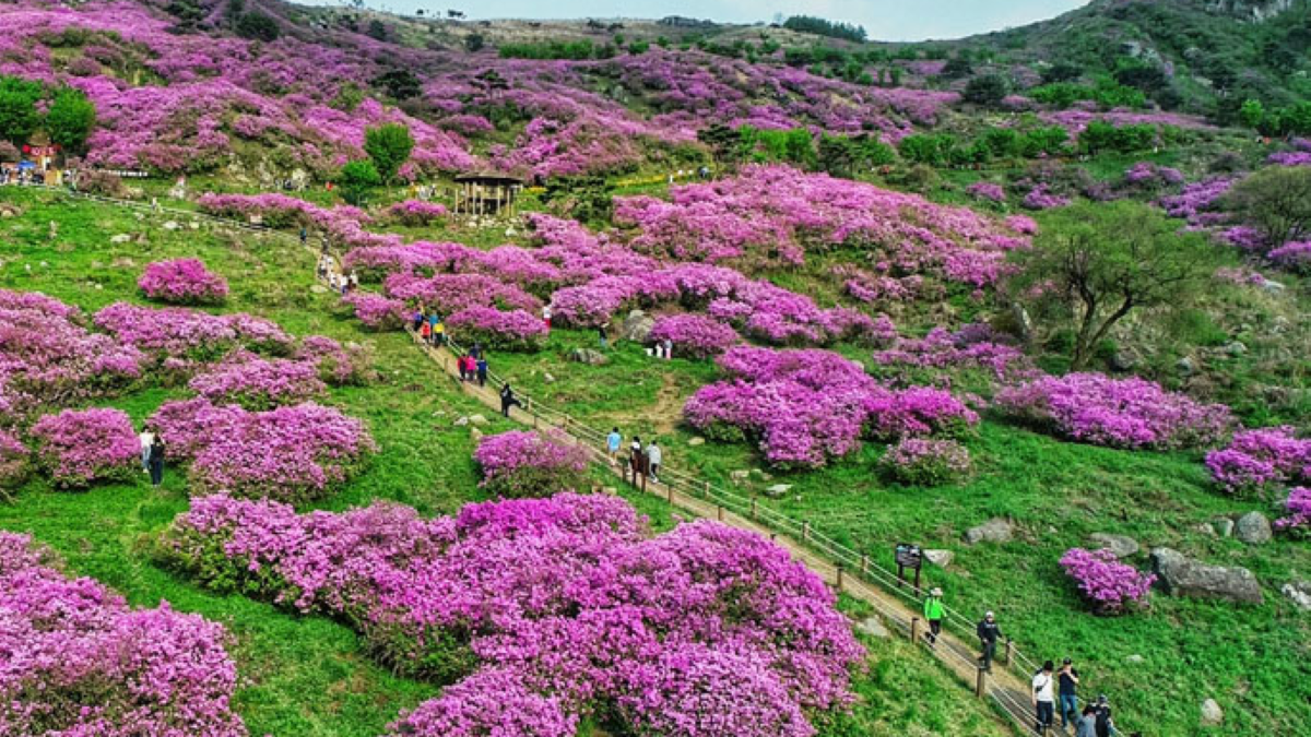 산청 황매산 철쭉제
