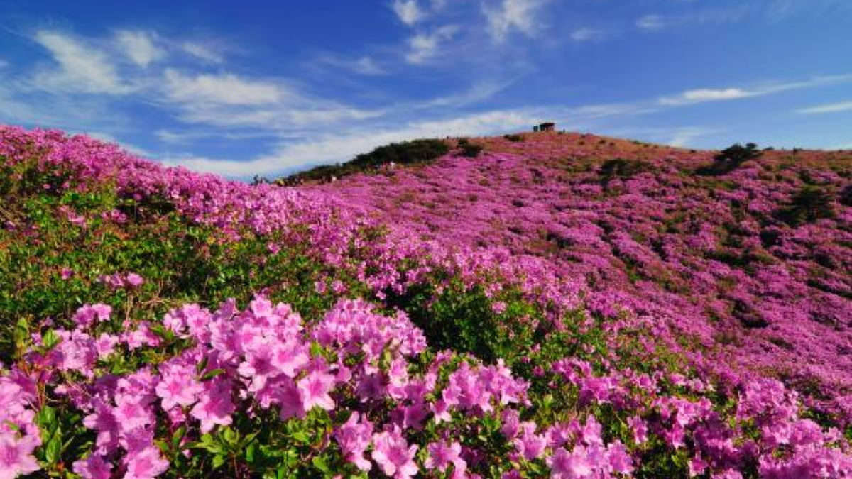 합천 황매산 철쭉제