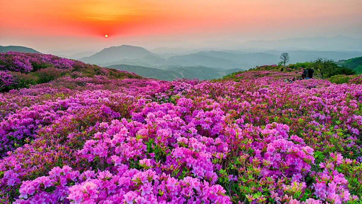 황매산 군립공원 철쭉 일출의 모습