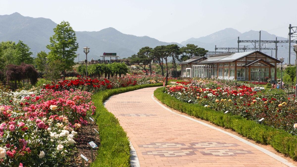 곡성세계장미축제 산책로