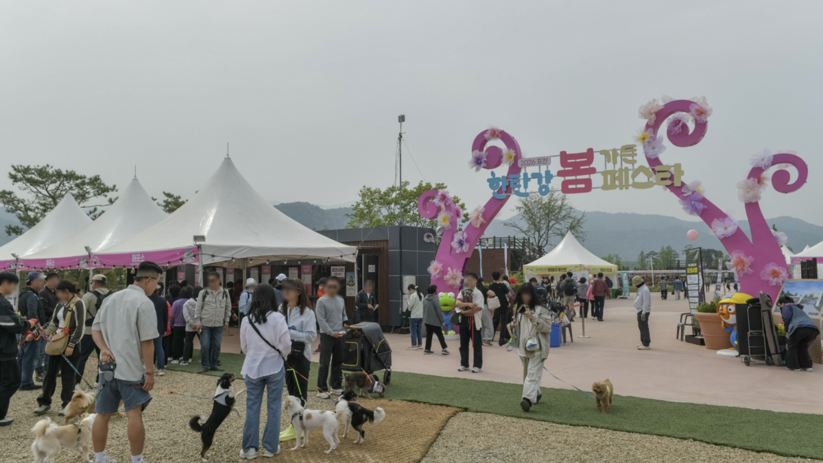 “꽃밭 사이로 강이 흐른다고?”…지금 한탄강 출렁다리 풍경 난리 난 이유